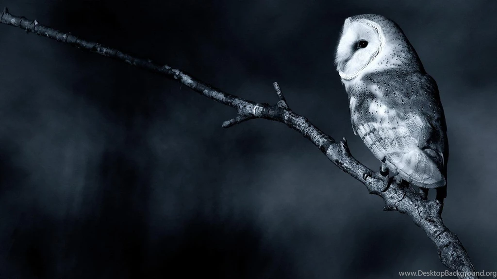 Nature Owls Branch Barn Owl Wallpapers