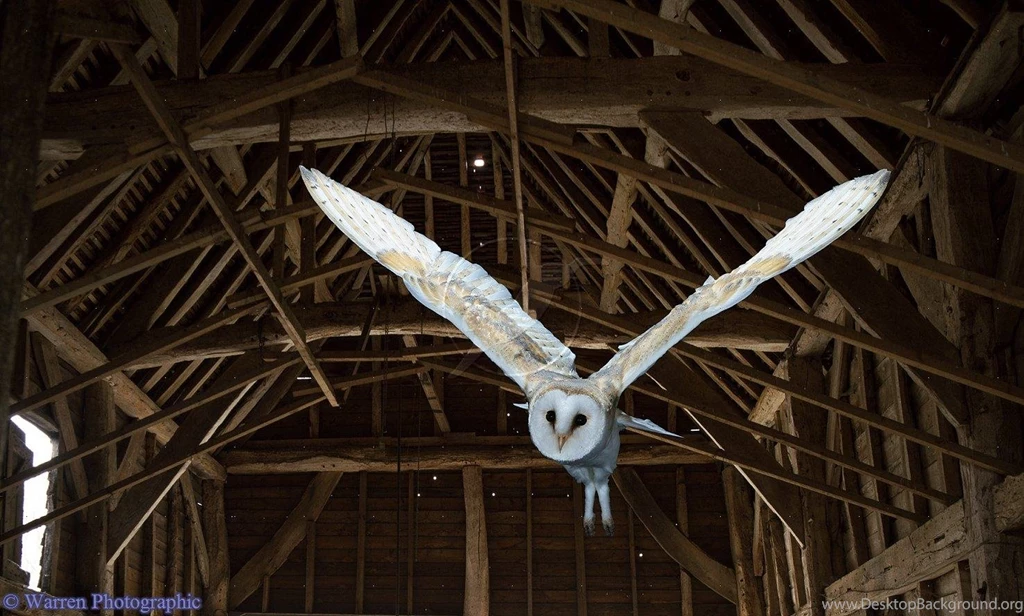 Top Barn Owl Computer Wallpapers Wallpapers