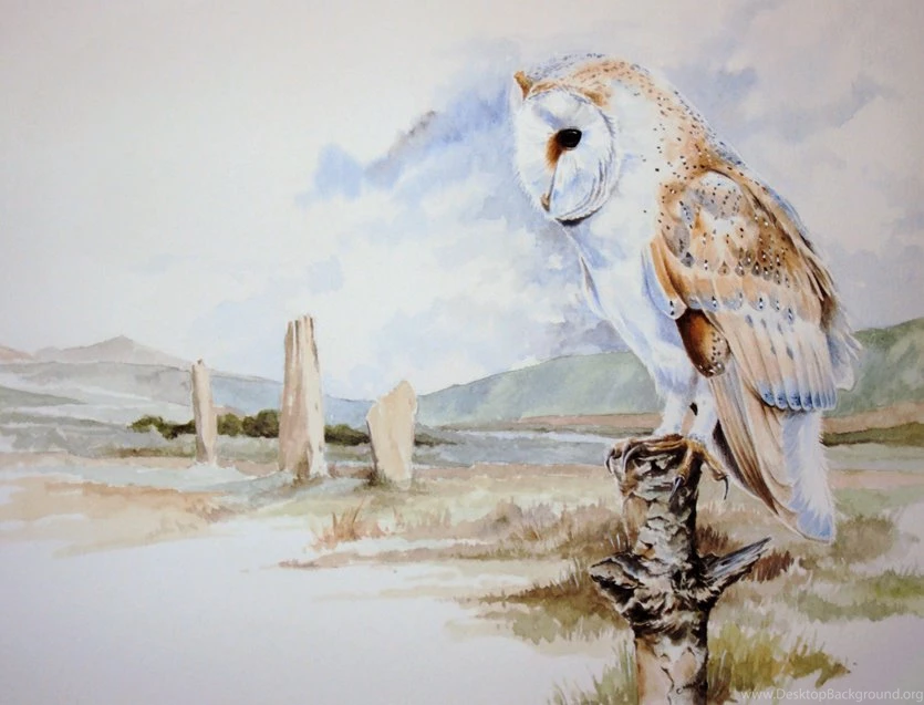 Barn Owl   Arran By Atriedes On DeviantArt