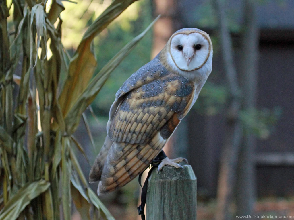 File:Barn Owl RWD At CRC3.jpg Wikimedia Commons