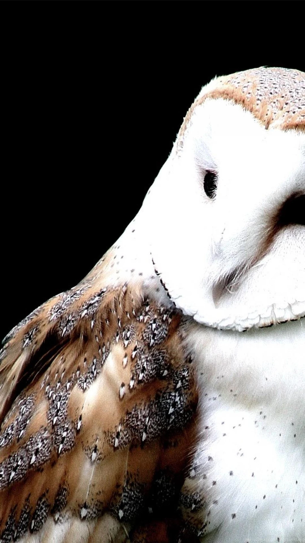 Barn Owl Iphone 6 Plus Wallpapers