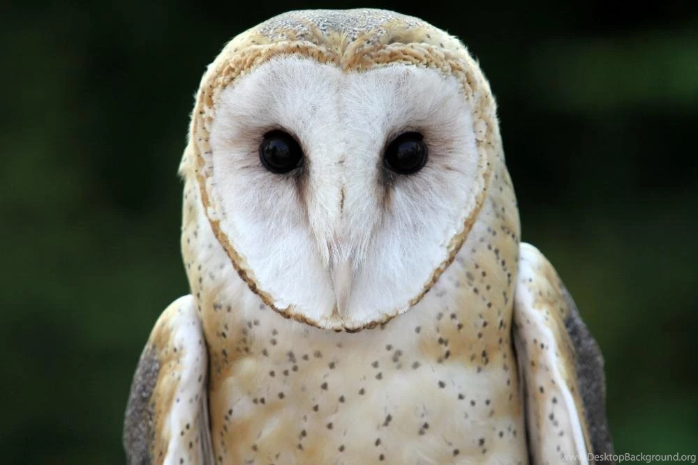 Barn Owl Live Wallpapers Android Apps On Google Play