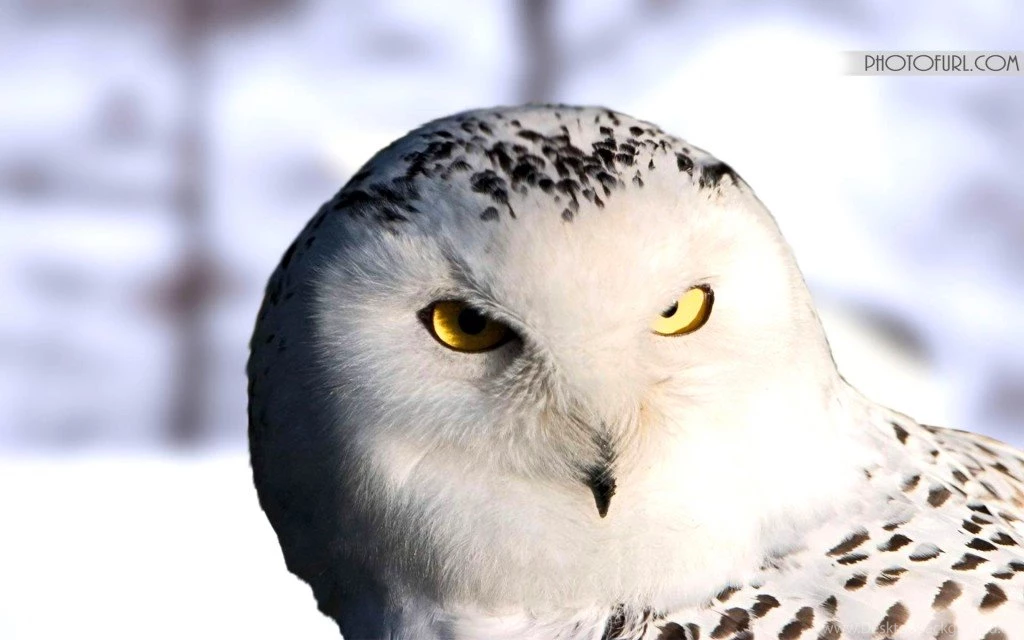 Free Barn Owl Birds Flight Wallpapers