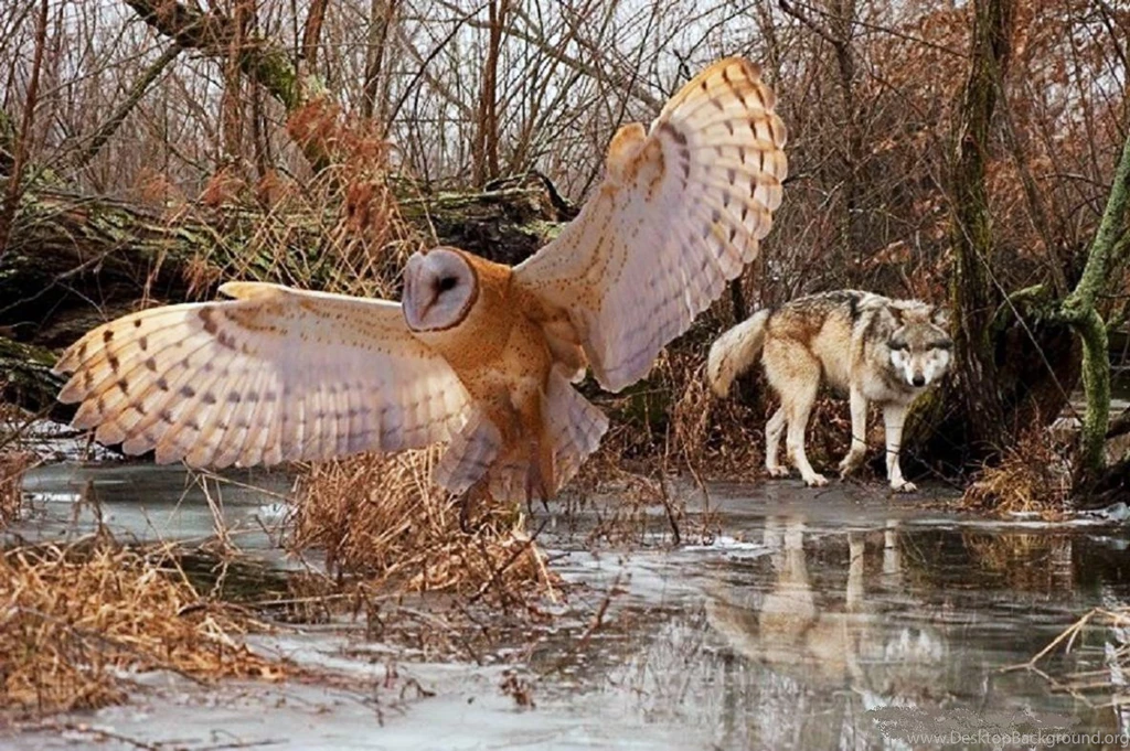 Dogs: Barn Owl Wolf Wolves Owls Animals Nature 1103220745161barn ...