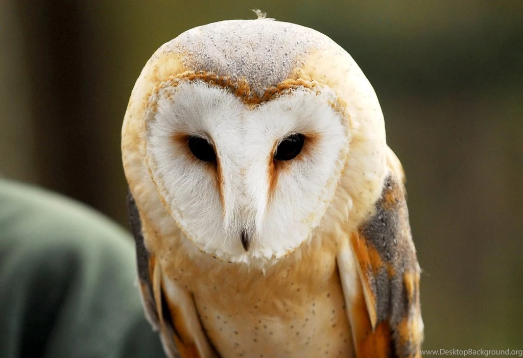 Barn Owl Face   Wallpaper.