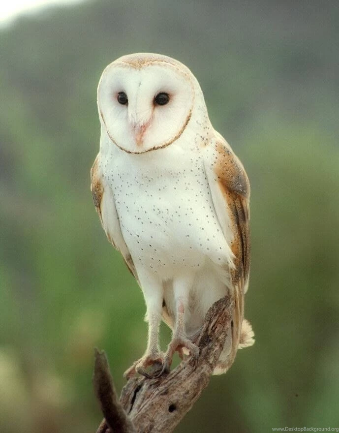 Have Mice, Will Eat!"   Barn Owl In Arizona Sonora Desert Museum ...