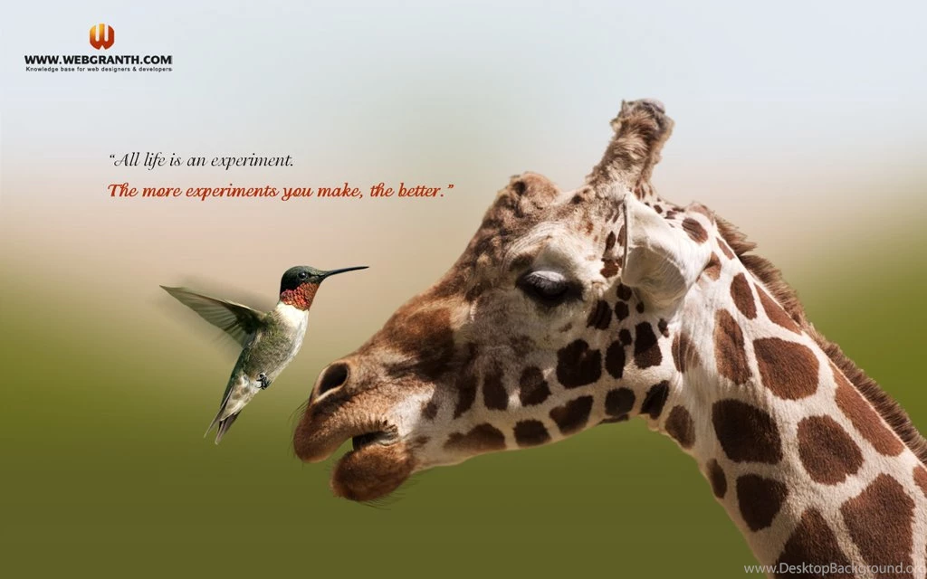 Animals Wallpapers Free Download   Wallpapers HD Wide