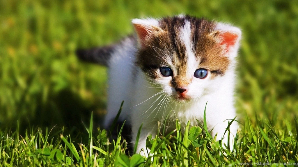 Animals Wallpapers: Hd Wallpapers Of New New Zealand Animals ...