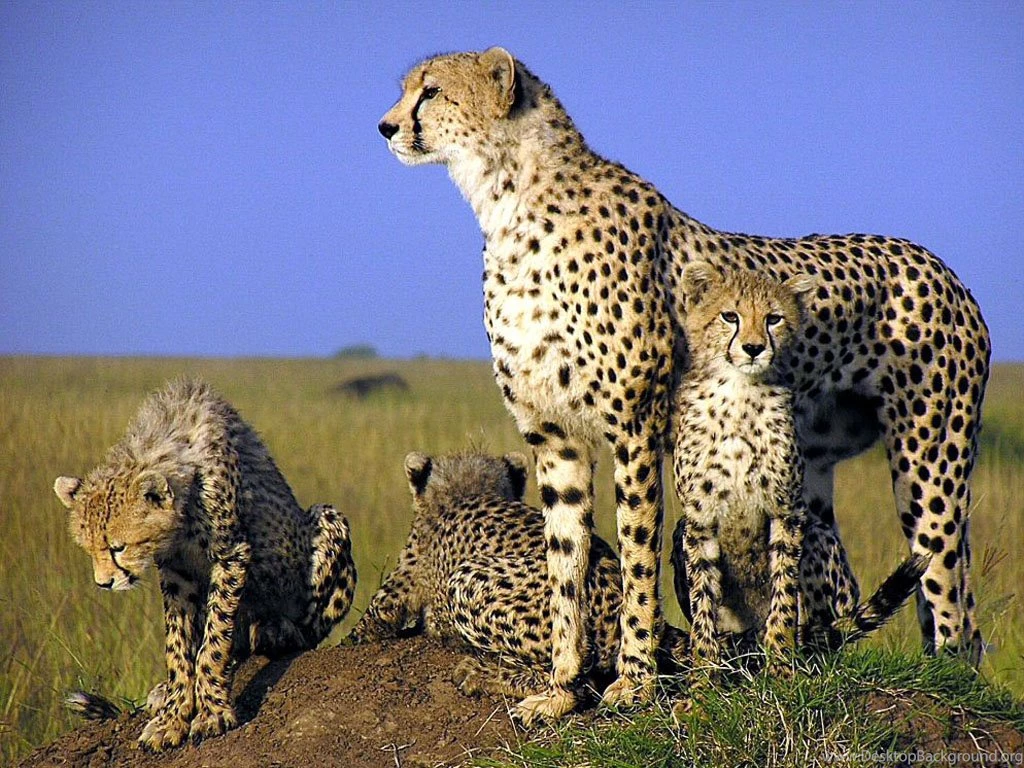 Wallpaper: Animals Wallpapers Free