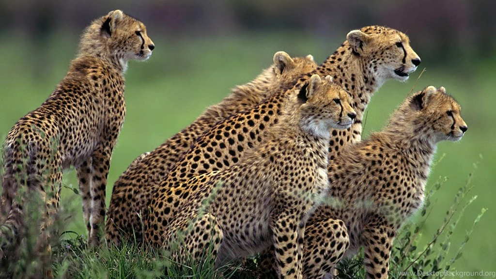 Wallpapers Fair: African Animal Wallpapers Free Download