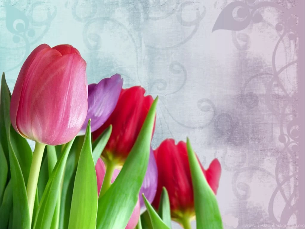 Tulips Backgrounds Pictures, Images & Photos
