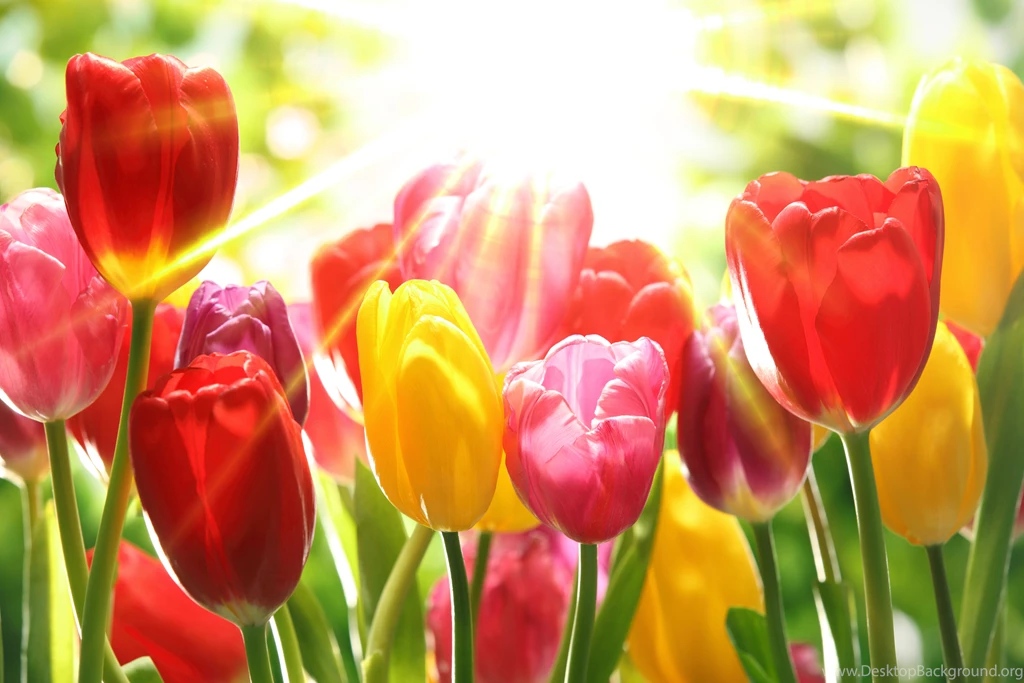Background_with_Beautifu_Colorful_Tulips.jpg?m=1399676400