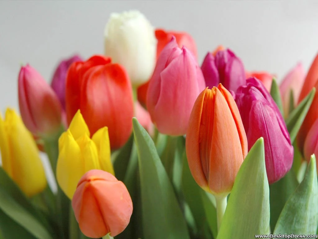 Desktop Wallpapers » Flowers Backgrounds » Multicolour Tulips ...
