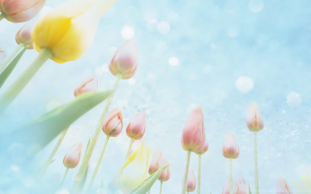 Dream, Tulips, Background, Winter, Nature, Wallpapers, Flowers ...