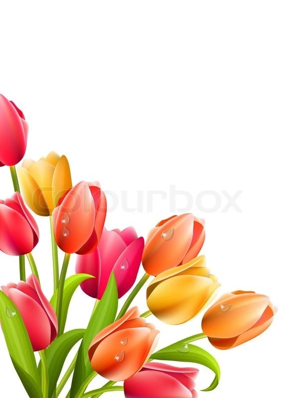 Tulip
