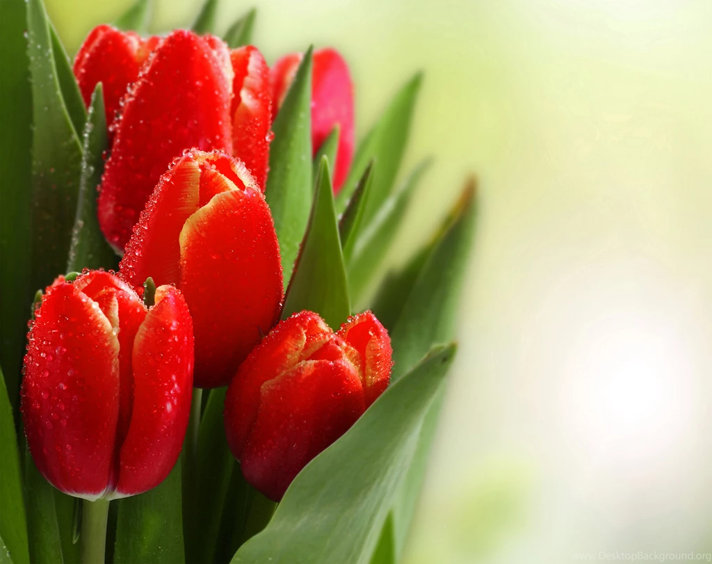Beautiful_Red_Tulips_Background.jpg?m=1454871747