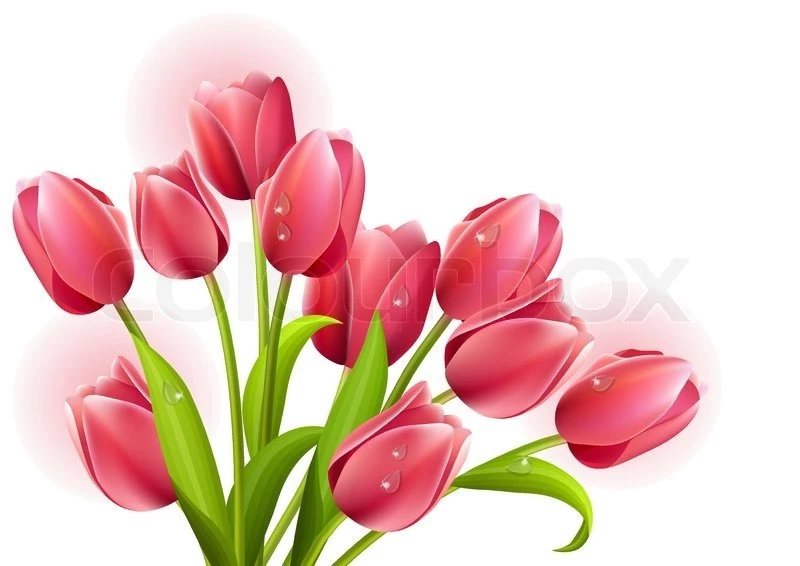 Three Tulips Isolated On White Backgrounds