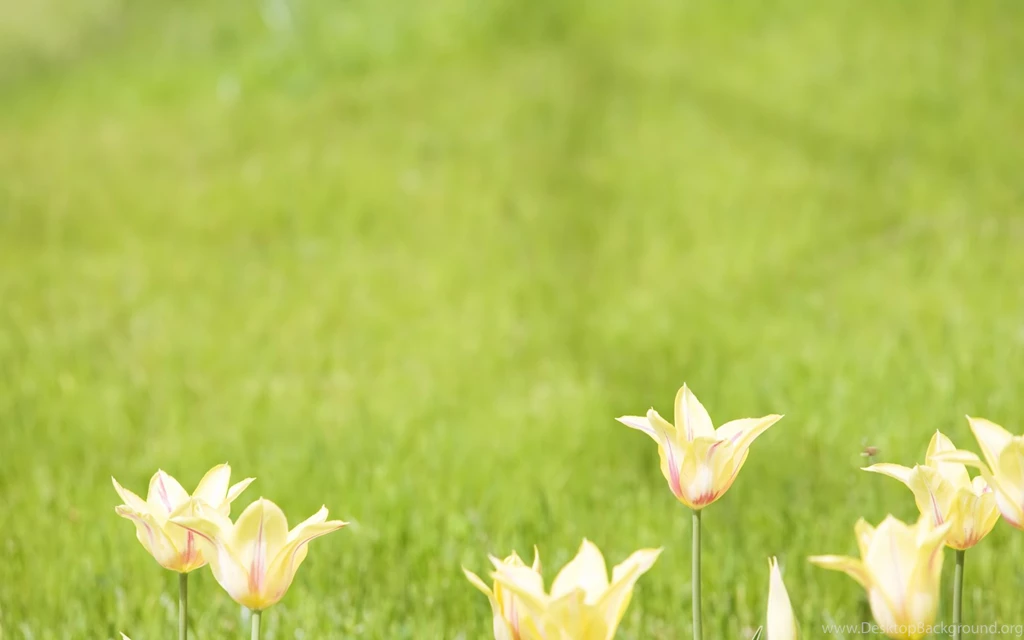 Desktop Wallpapers · Gallery · Computers · Tulips   Desktop ...