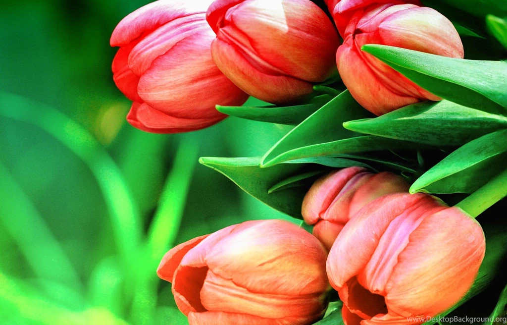 Tulips Backgrounds   (