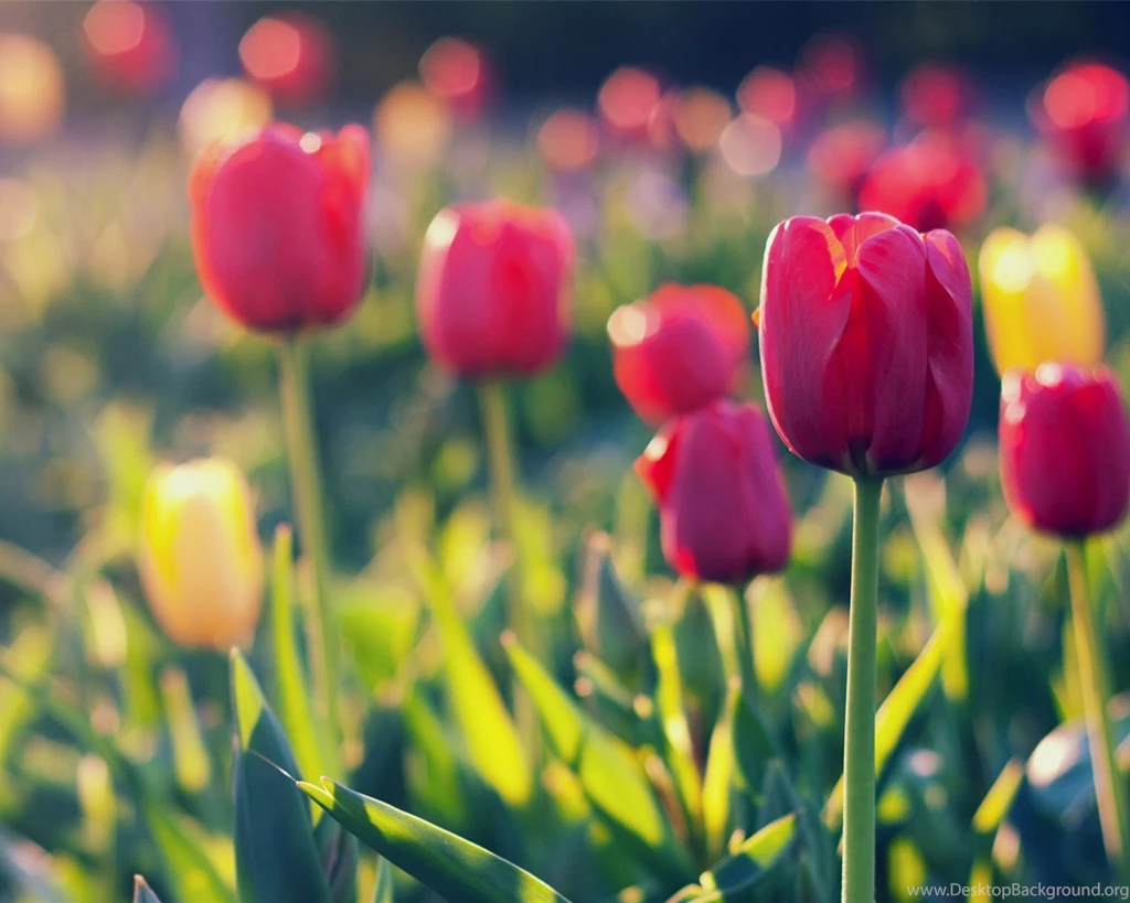 Summer Garden Tulip, Blurred Backgrounds Wallpapers