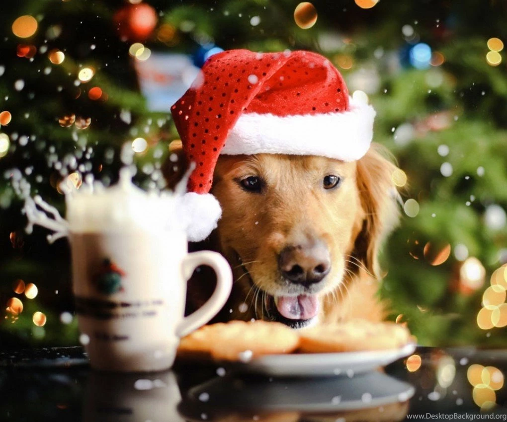Christmas Dog Wallpapers Puzzle. Christmas Photos With Dogs ...