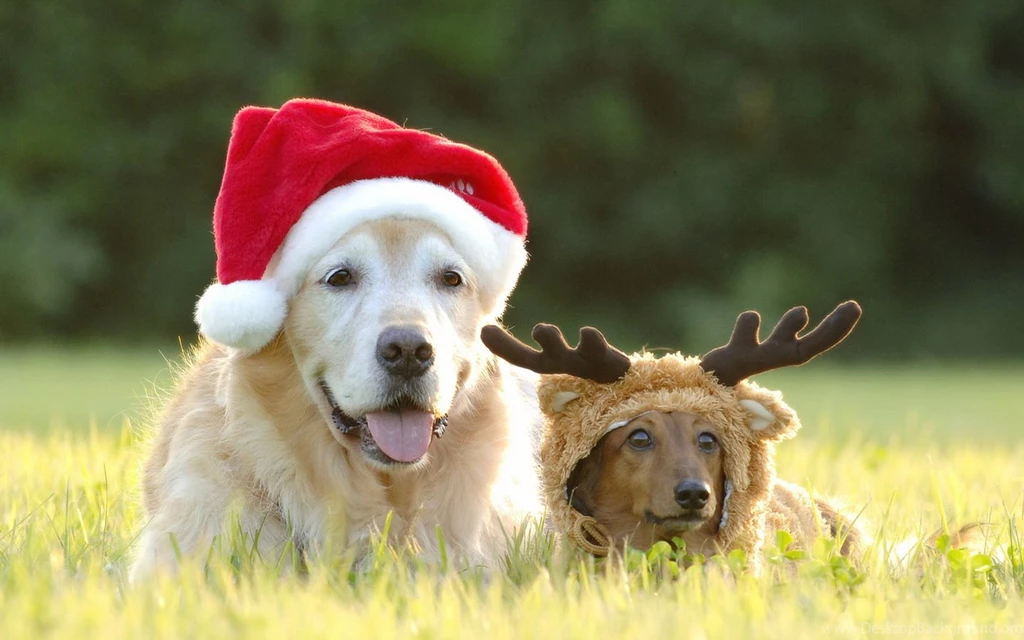 Dogs Photo Wallpapers Photos Of Download Funny Christmas Wallpapers ...