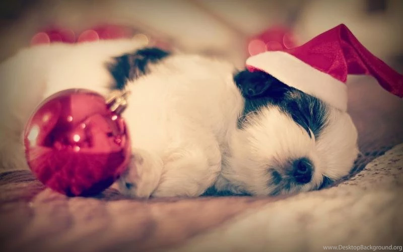 Shih Tzu, Dog Sleep, Christmas Wallpaper,Shih HD Wallpaper,Dog HD ...
