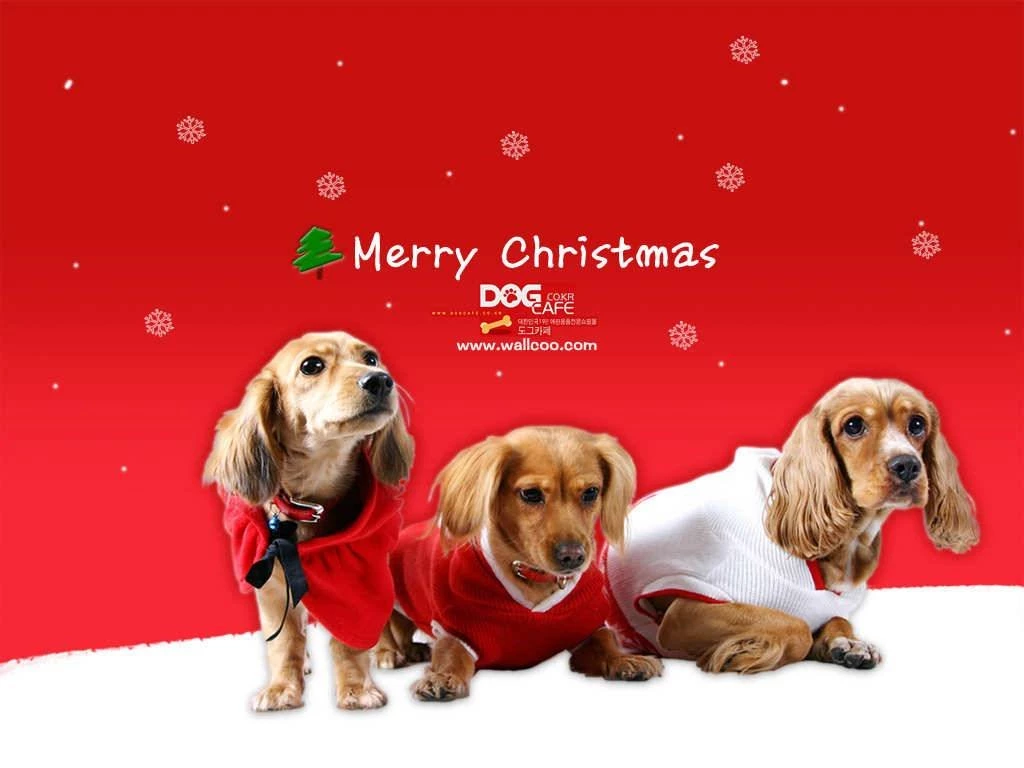 Dog Cafe Merry Christmas Wallpapers Dogs Wallpapers