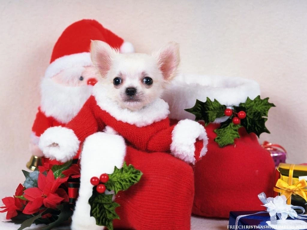 Christmas Puppy Dog Wallpapers