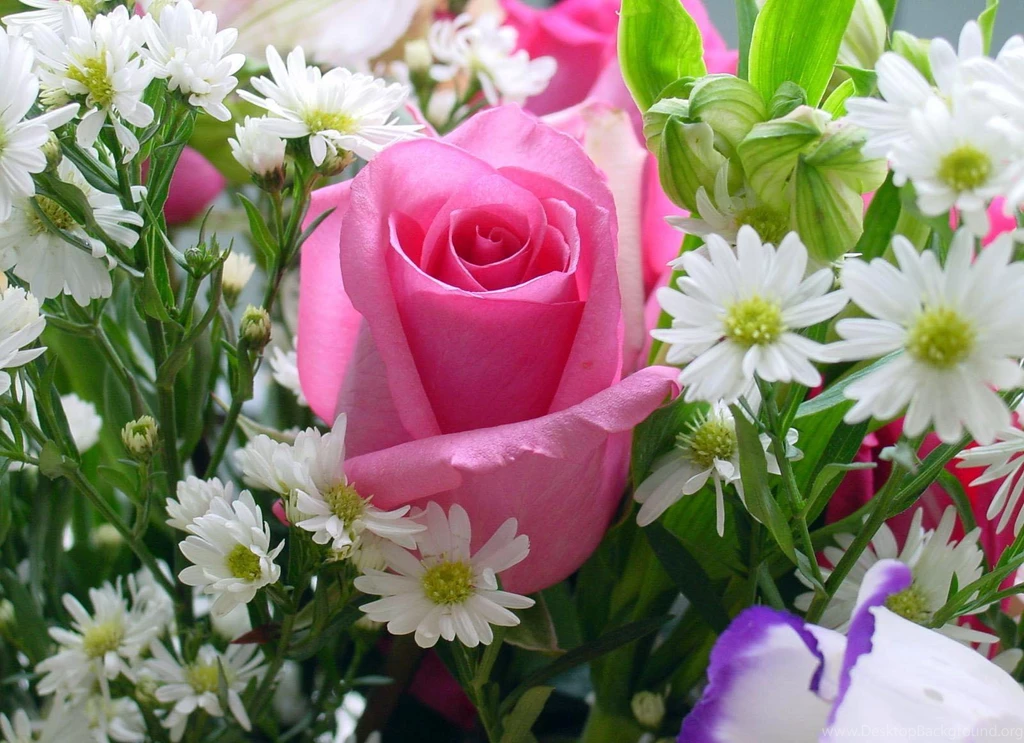 Nice Flowers Photos Wallpapers