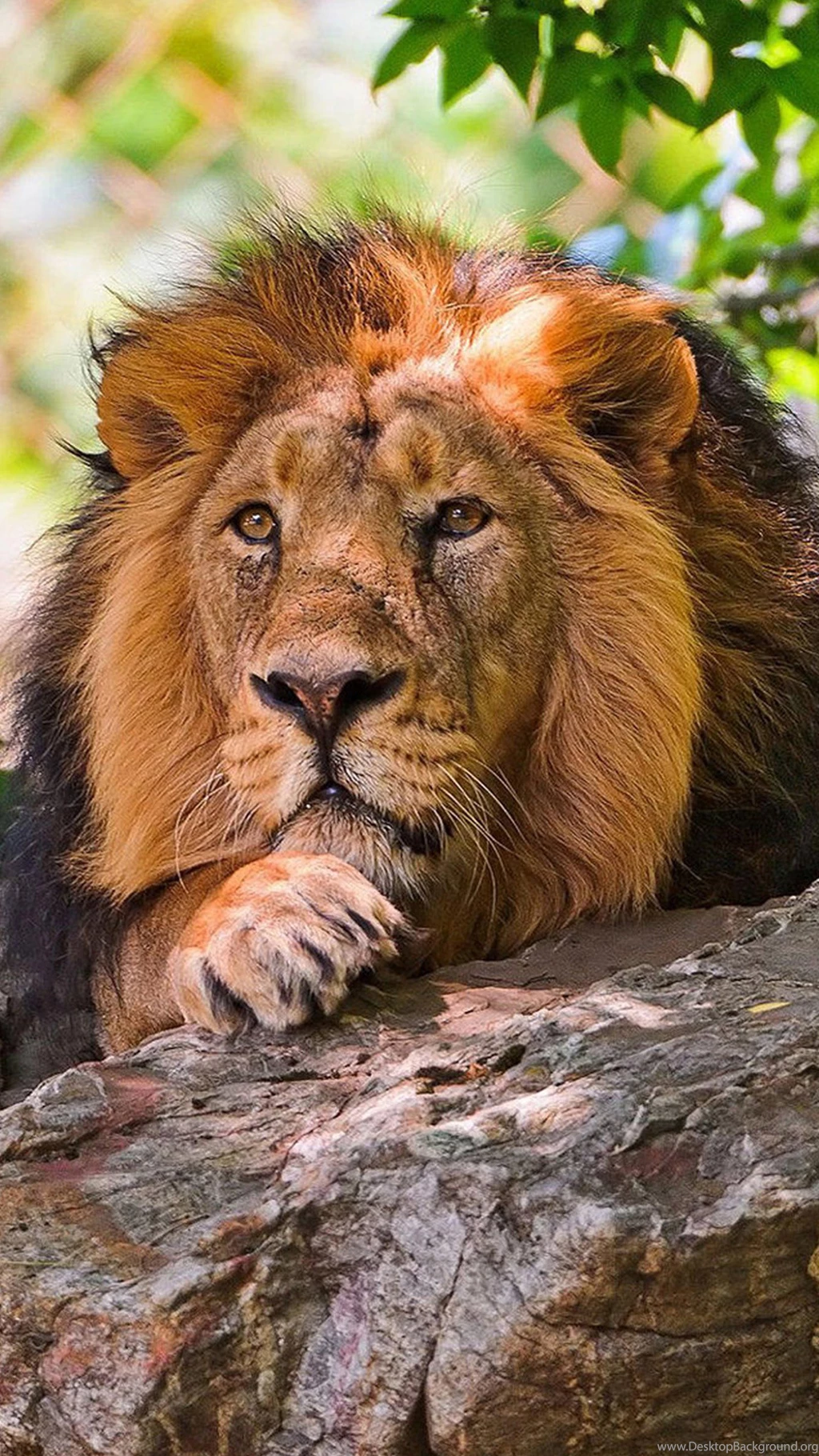 Animal Samsung Galaxy S6 Wallpapers 123