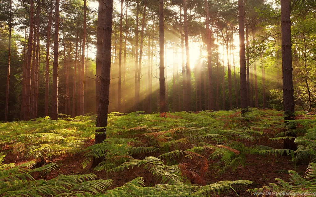 Sunlit Forest, Tree, Fern, Sunshine, Nature, 2560x1600 HD ...