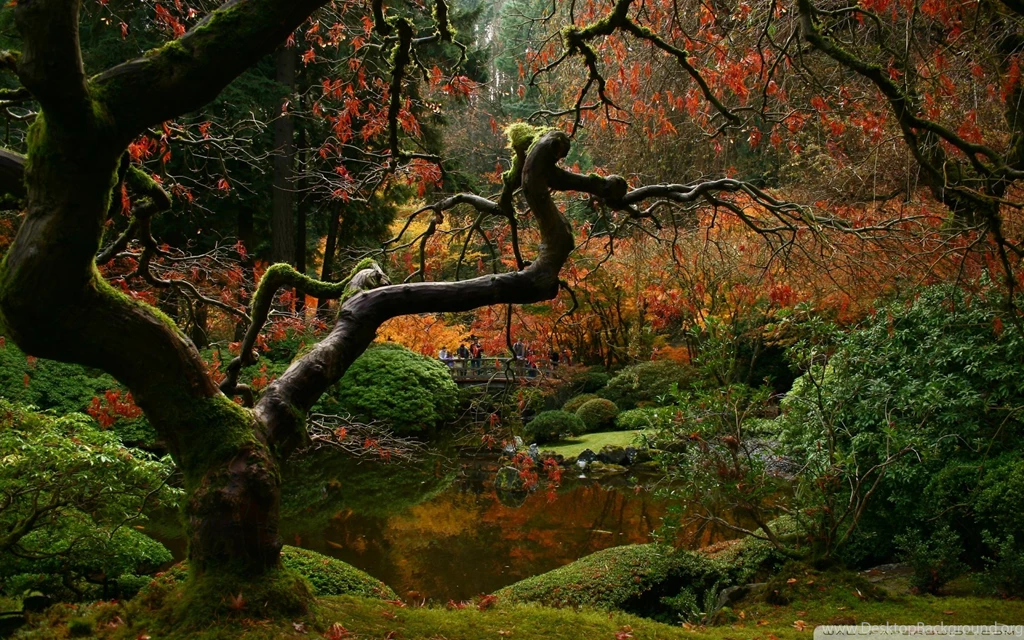 Green Forest, Autumn, Hawaii, Leaves, Scene, Japanese, 1920x1200 ...