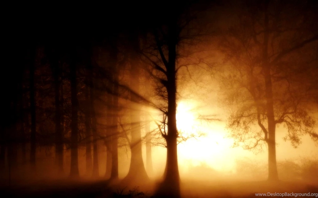 Forest Scene Wallpapers