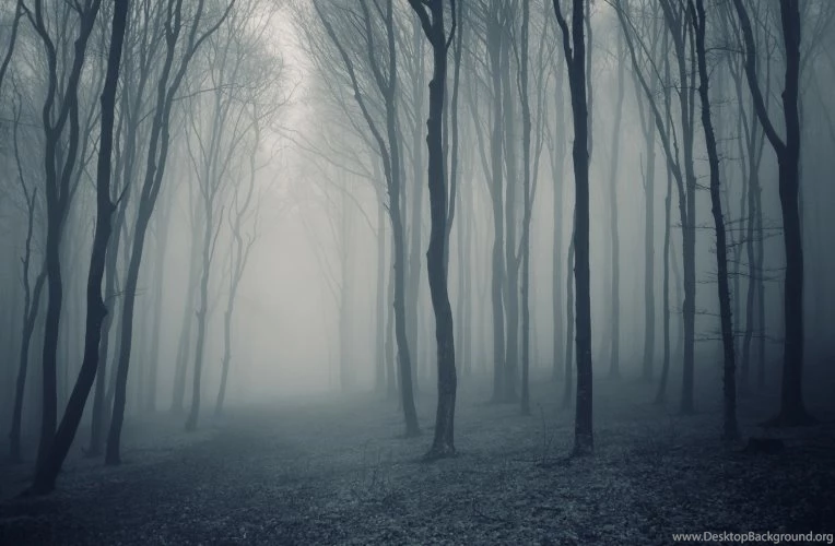 Misty Forest Scene Wallpapers Wall Mural