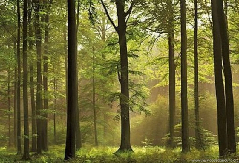 Wall Mural Photo Wallpapers Green Forest Scene "Autumn Forest" Wall ...