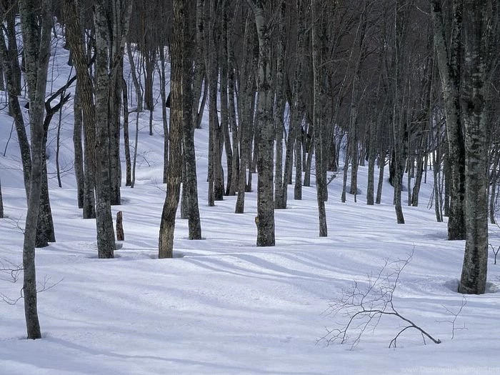 Winter Forest Snowy Forest Wallpapers Wallcoo.net