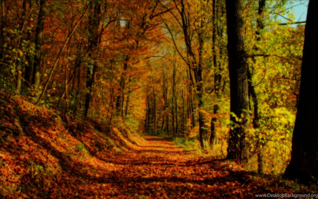 Autumn_forest_landscape_wallpaper.jpg