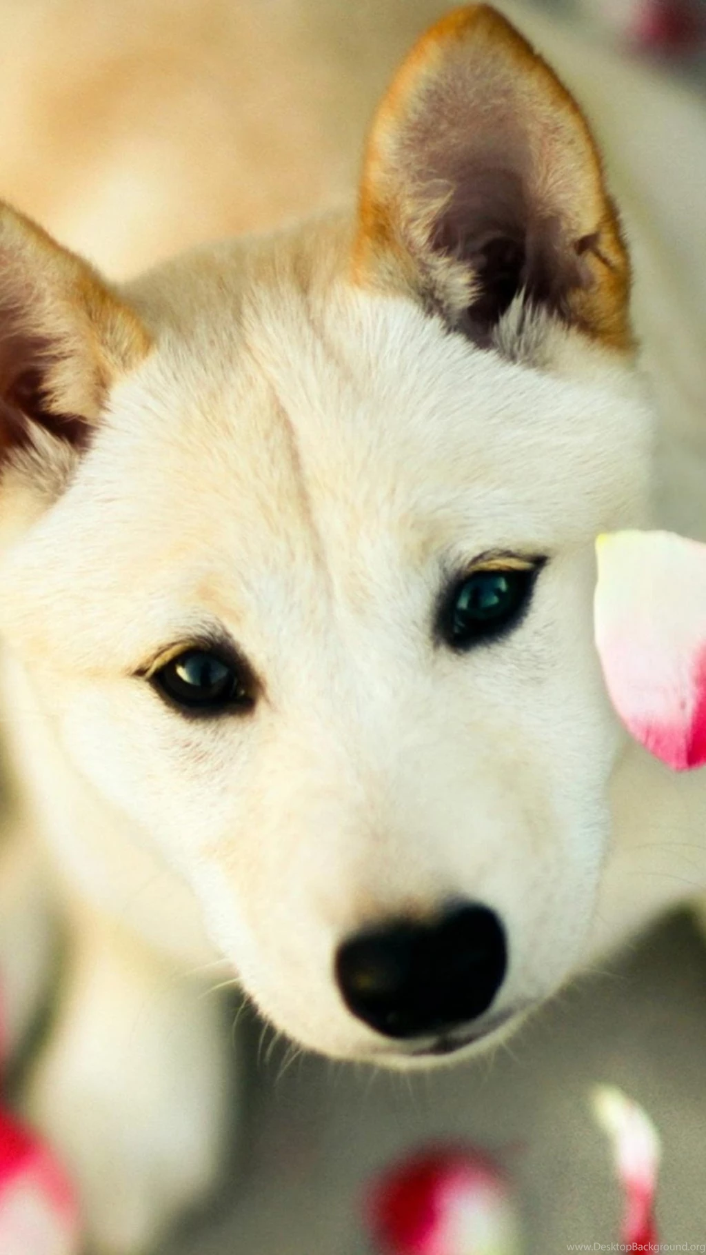 Cute Dog Pink Petals Android Wallpapers Free Download