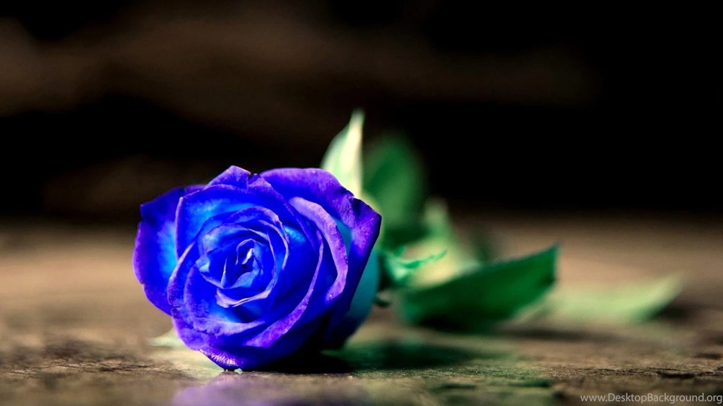 Blue Rose