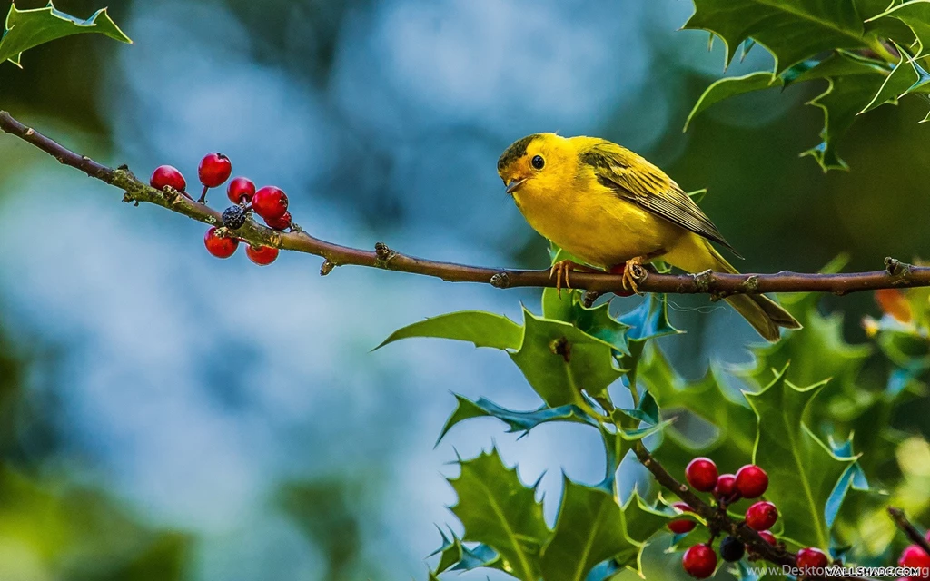 Free Birds Desktop Wallpapers 19201200