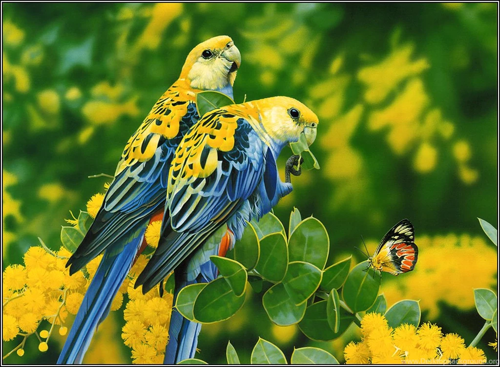 Wallpapers Birds