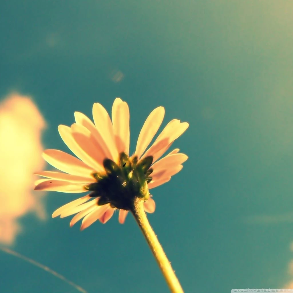 Summer Flower Retro Sunshine HD Desktop Wallpapers : High ...