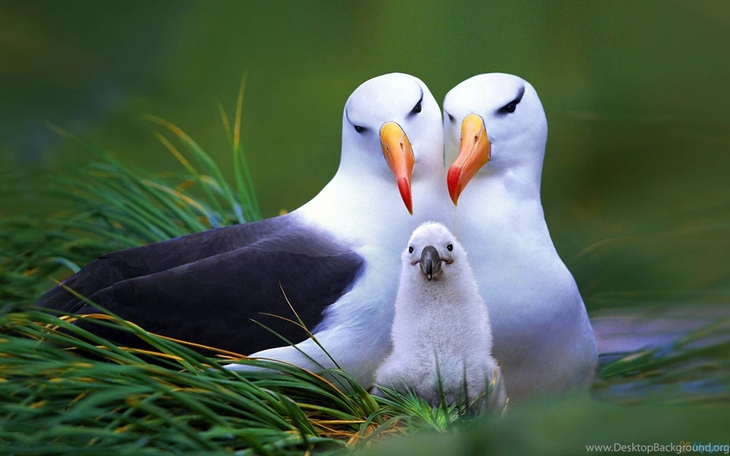 3d Birds Free Download Wallpapers Wallpapers Mela. Bird Wallpapers ...