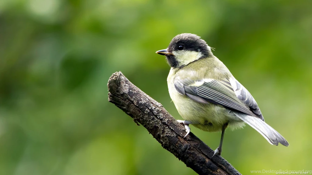 Bird Wallpapers Wallpapers Birds 1920x1080   Wallpapers IN Desktop