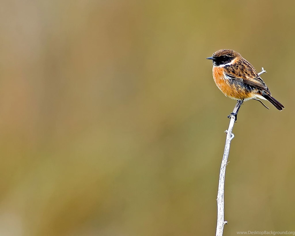 Desktop Wallpapers · Gallery · Animals · British Garden Birds ...