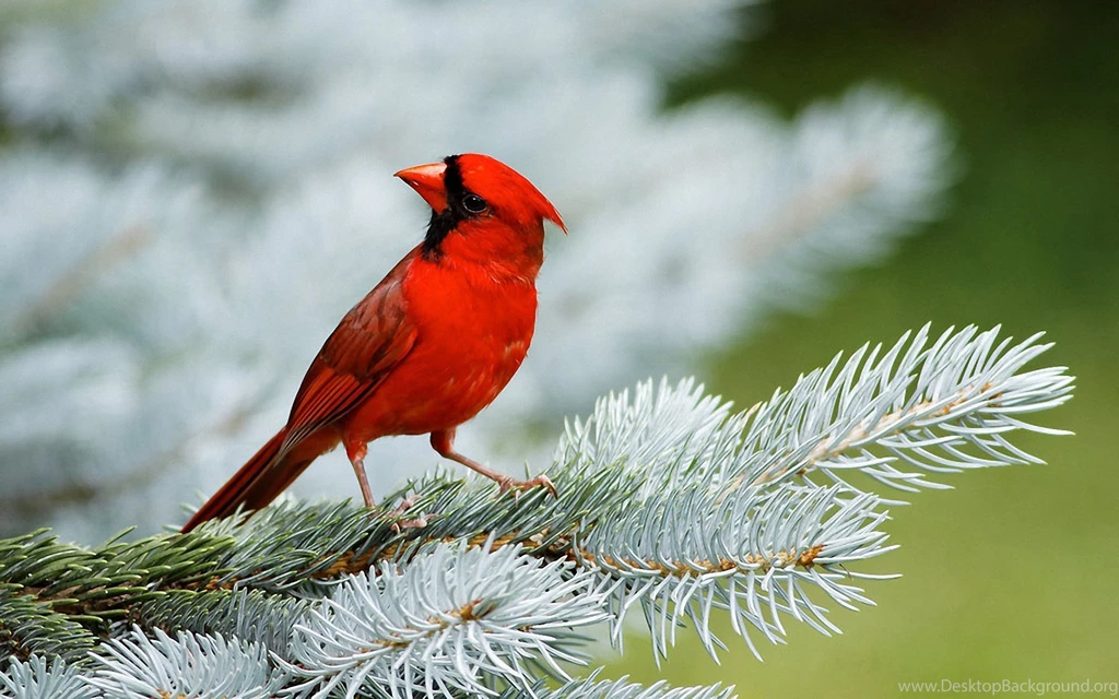 Lovely Red Bird Wide Desktop Wallpapers DreamLoveWallpapers