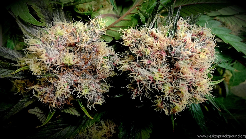 Purplekush   DeviantArt