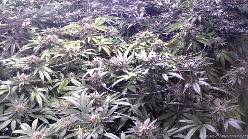 UW Purple Kush Redemption Grow Day 42 YouTube