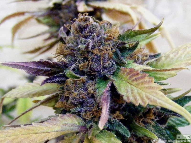 Info About Purple Kush + Grandaddy Purple « Indoor Talk « OpenGrow